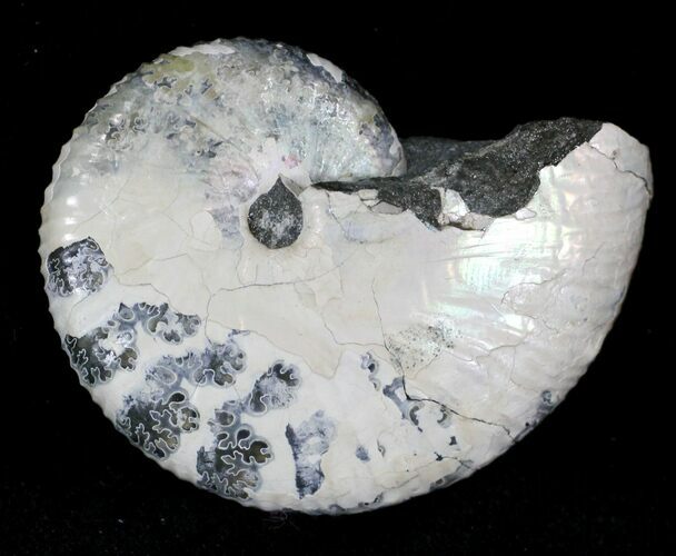 Hoploscaphites Ammonite - South Dakota #22685